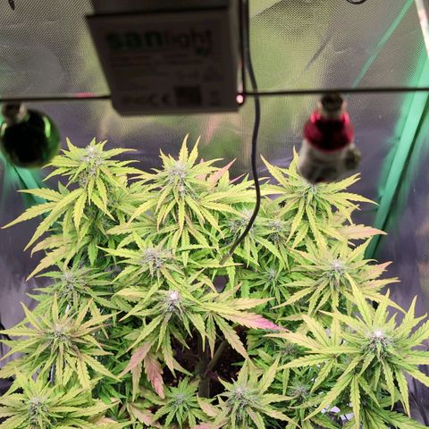 Diesel Automatic growlog timeline photo