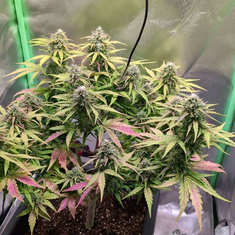 Diesel Automatic growlog timeline photo