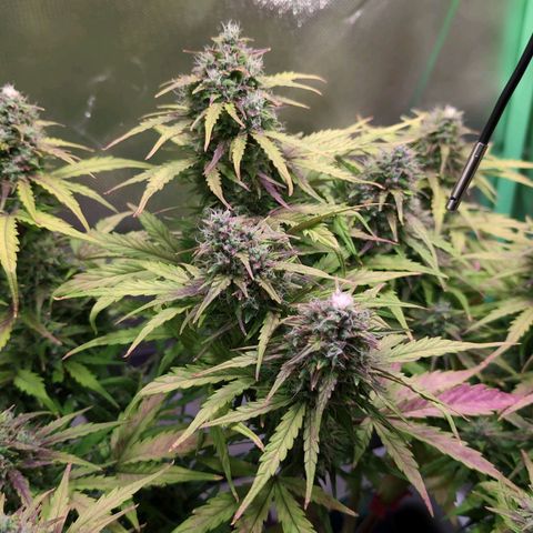 Diesel Automatic growlog timeline photo