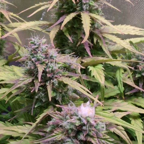 Diesel Automatic growlog timeline photo