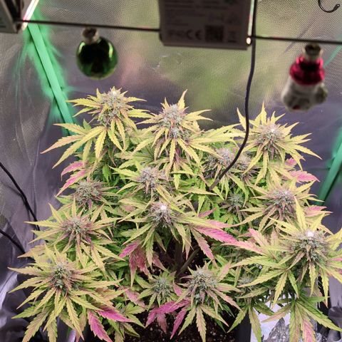 Diesel Automatic growlog timeline photo