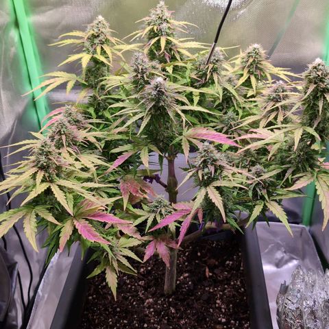 Diesel Automatic growlog timeline photo