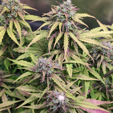 Diesel Automatic growlog timeline photo
