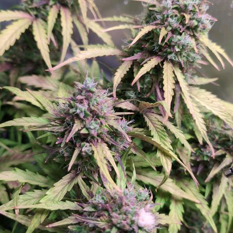 Diesel Automatic growlog timeline photo