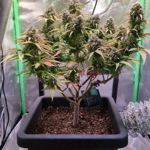 Diesel Automatic growlog timeline photo