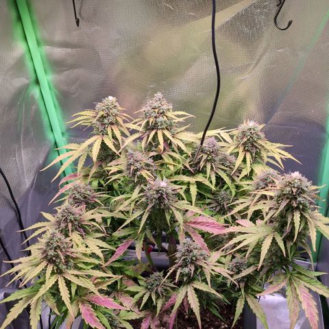 Diesel Automatic growlog timeline photo