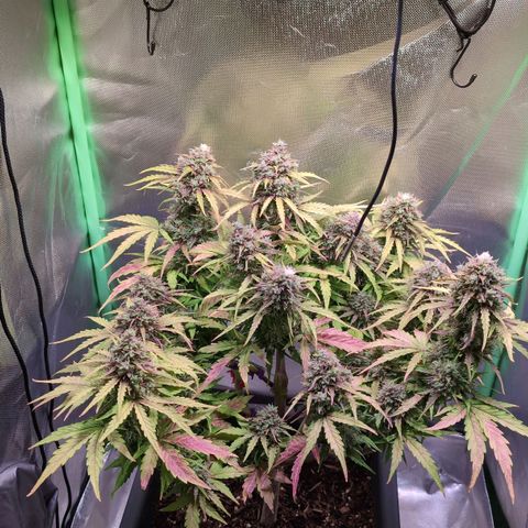 Diesel Automatic growlog timeline photo