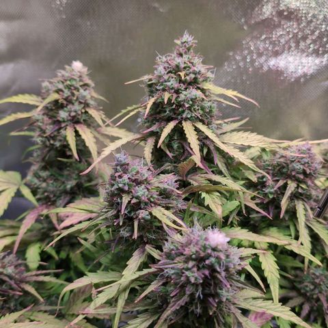 Diesel Automatic growlog timeline photo
