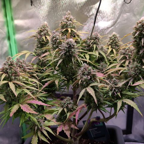 Diesel Automatic growlog timeline photo