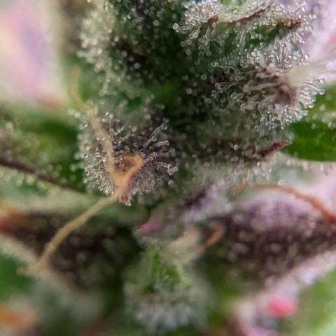 Diesel Automatic growlog timeline photo
