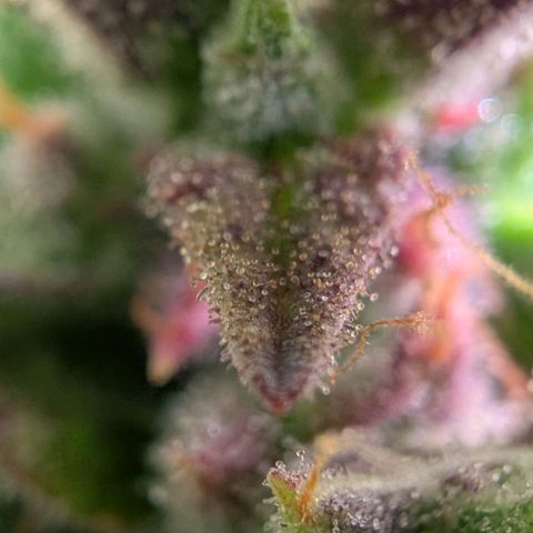 Diesel Automatic growlog timeline photo