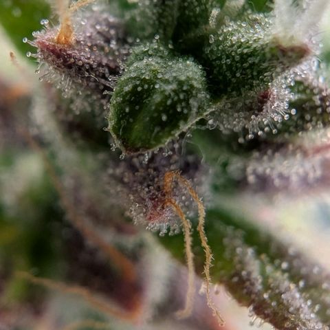 Diesel Automatic growlog timeline photo
