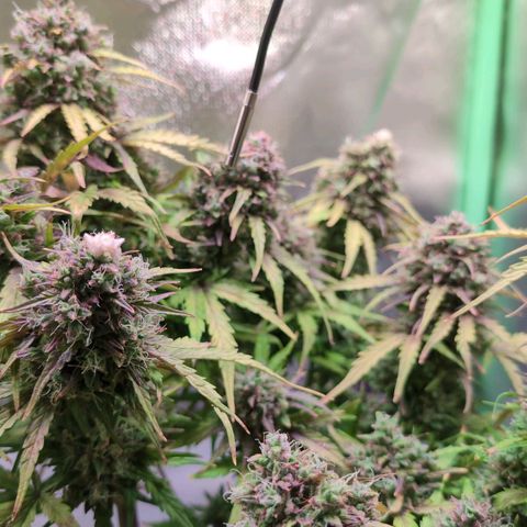 Diesel Automatic growlog timeline photo