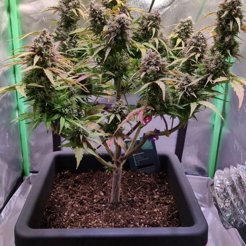 Diesel Automatic growlog timeline photo