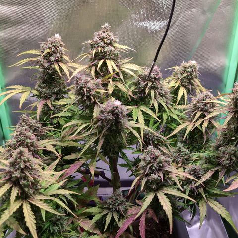Diesel Automatic growlog timeline photo