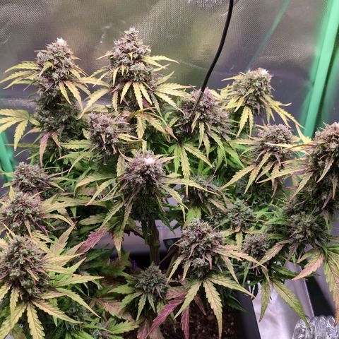 Diesel Automatic growlog timeline photo