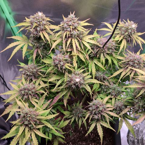 Diesel Automatic growlog timeline photo