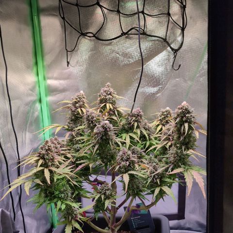 Diesel Automatic growlog photo: Frohes Weihnachtsfest!