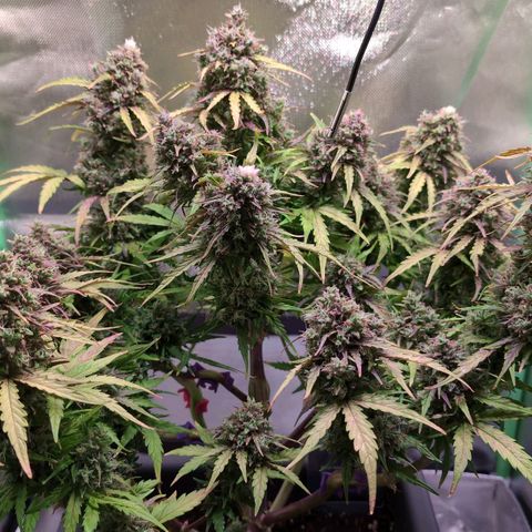 Diesel Automatic growlog timeline photo