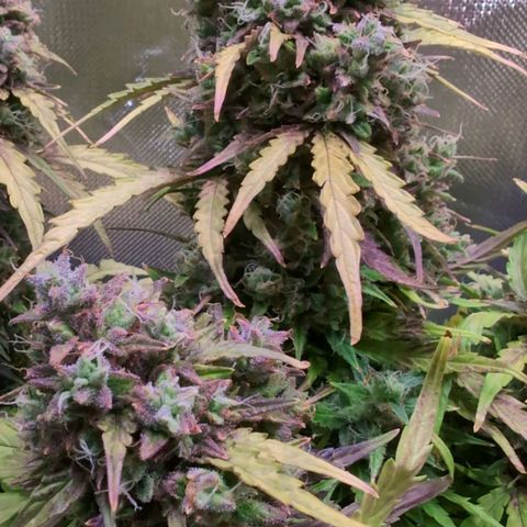 Diesel Automatic growlog timeline photo