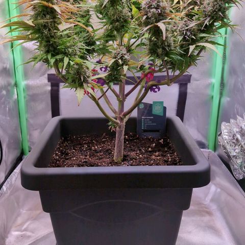 Diesel Automatic growlog timeline photo