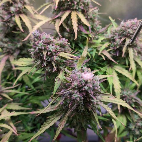 Diesel Automatic growlog timeline photo