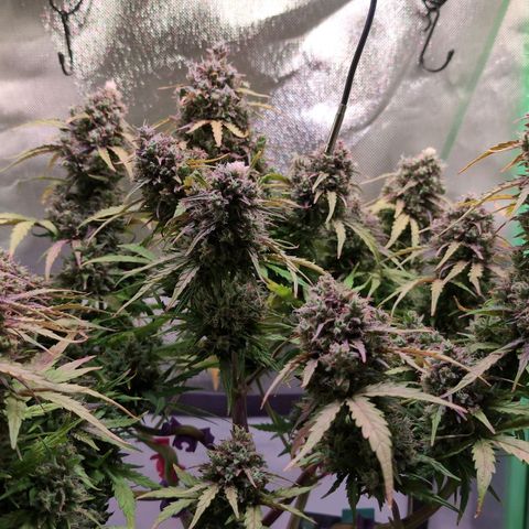 Diesel Automatic growlog timeline photo