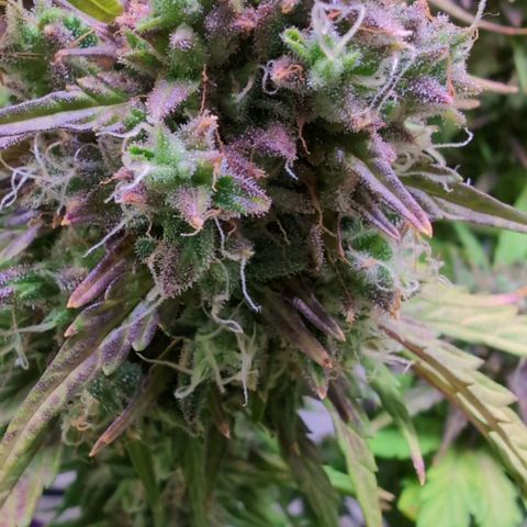Diesel Automatic growlog timeline photo