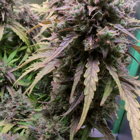Diesel Automatic growlog timeline photo