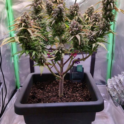 Diesel Automatic growlog timeline photo