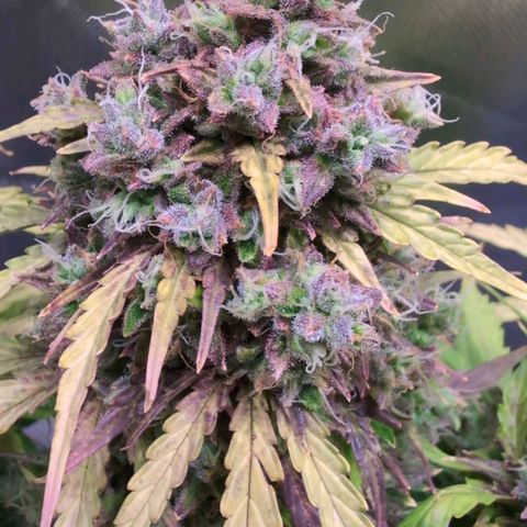 Diesel Automatic growlog timeline photo