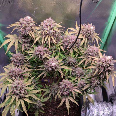 Diesel Automatic growlog timeline photo