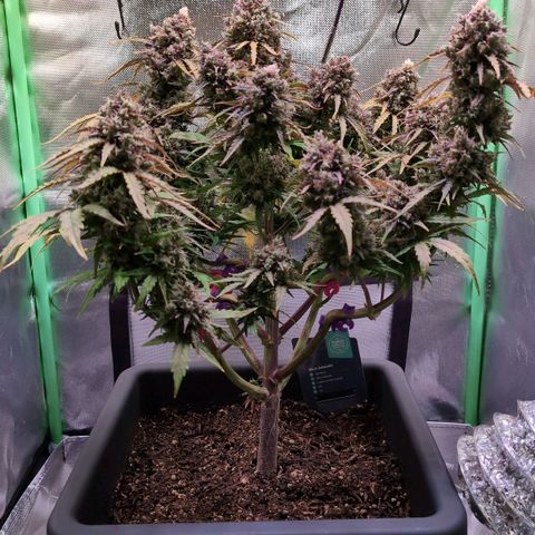 Diesel Automatic growlog timeline photo