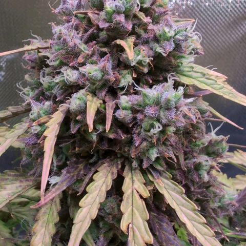 Diesel Automatic growlog timeline photo