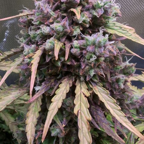 Diesel Automatic growlog timeline photo
