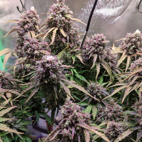 Diesel Automatic growlog timeline photo