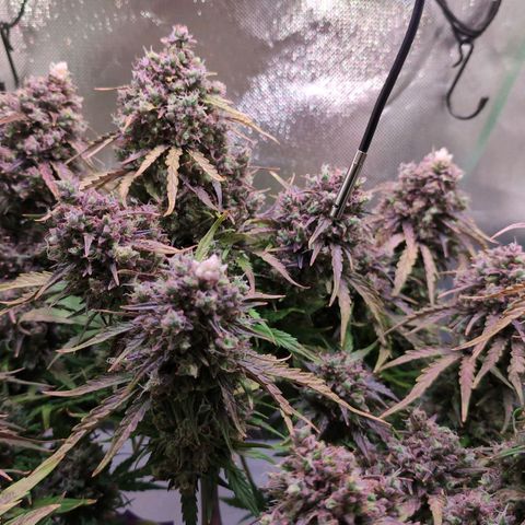 Diesel Automatic growlog timeline photo