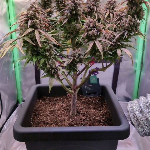 Diesel Automatic growlog timeline photo