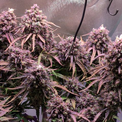 Diesel Automatic growlog timeline photo