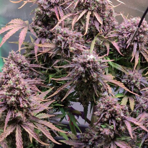 Diesel Automatic growlog timeline photo