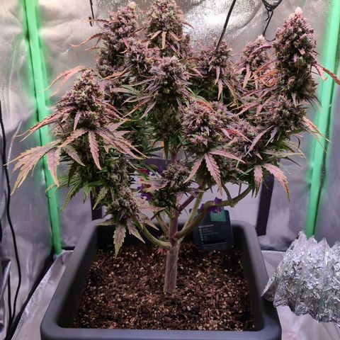 Diesel Automatic growlog timeline photo