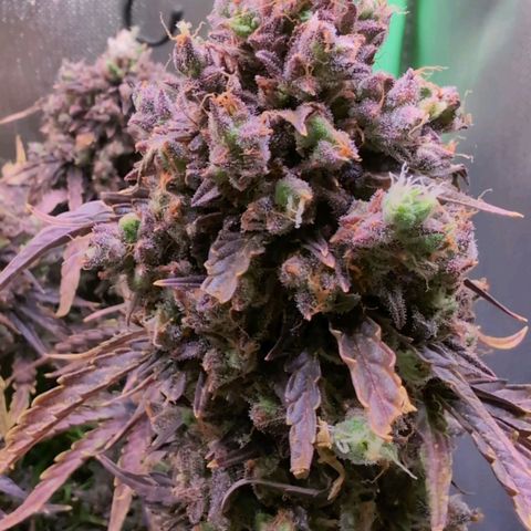 Diesel Automatic growlog timeline photo