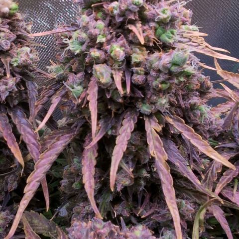 Diesel Automatic growlog timeline photo