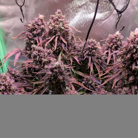 Diesel Automatic growlog timeline photo