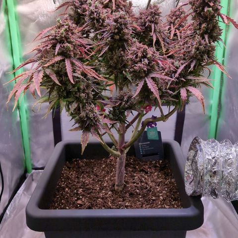 Diesel Automatic growlog timeline photo