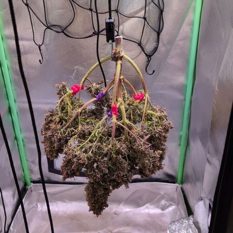 Diesel Automatic growlog timeline photo