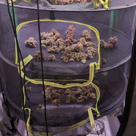 Diesel Automatic growlog timeline photo