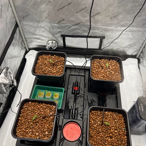 Wonder Pie growlog timeline photo