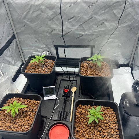 Wonder Pie growlog timeline photo