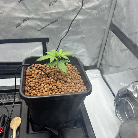 Wonder Pie growlog timeline photo
